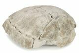 Partial Fossil Tortoise (Stylemys) - South Dakota #285672-3